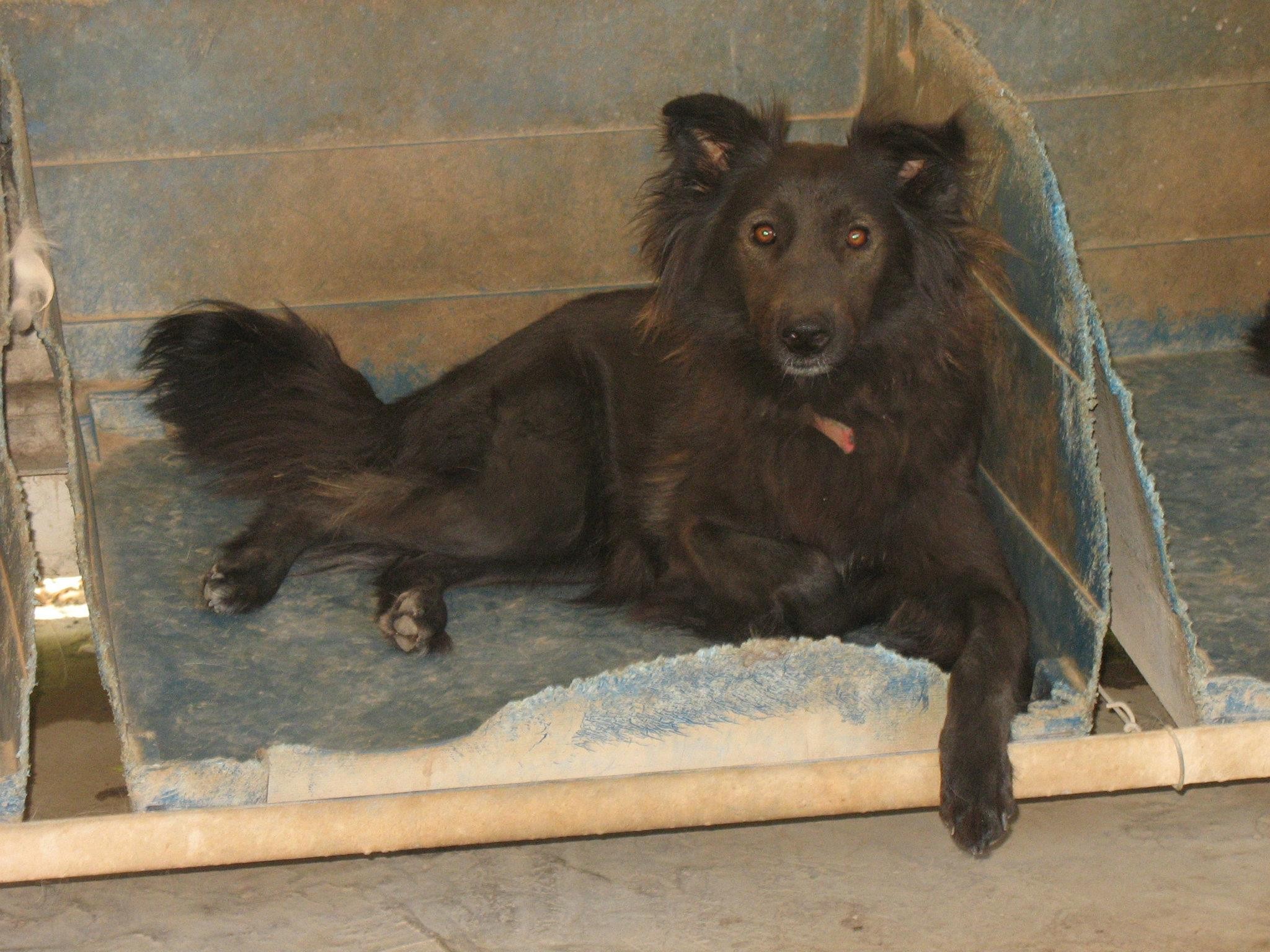 Lakisha - Dog